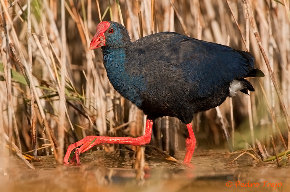 Calamón común (Porphyrio porphyrio)